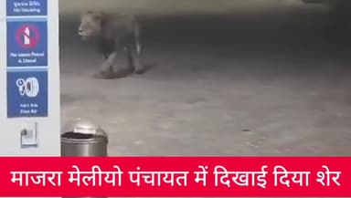 माजरा मिली पंचायत नायरा पेट्रोल पंप के पास दिखाई दिया शेर