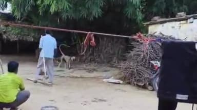 गोरखपुर: दर्जनों लोगों को काटकर घायल करने वाले आतंक के पर्याय बंदर को लोगों ने कुस्मही जंगल से पकड़ा