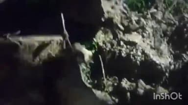 बाह: अभयपुरा चौराहे पर सीवर धंसने से तीन गायें गिरी,जेसीबी की मदद से सुरक्षित निकाला गया