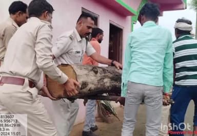 खातेगांव: ग्राम मचवास मे घर व बाडे से अवैध सागोन चिरान नग 23 जप्त किमत 12704/वन अमले ने की कारवाई