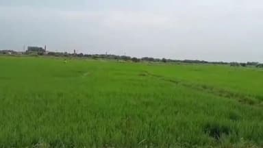 बक्सर: जिले में लक्ष्य से 133.53 हेक्टेयर अधिक रकबा में हुई धान की बिचड़े की रोपाई