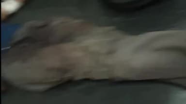 रामपुर: माल गोदाम चिरई के पास एक तेज रफ्तार बुलेट चालक ने ई-रिक्शा चालक को मारी टक्कर ई रिक्शा चालक और एक अन्य  युवक घायल