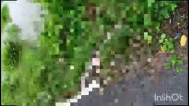 निघासन: पलिया निघासन रोड पर लुधौरी गांव के पास सड़क पार कर रहे मगरमच्छ को अज्ञात वाहन ने रौंदा, हुई मौत