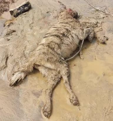 बलरामपुर में सोहेलवा वन्यजीव प्रभाग के पहाड़ी नाला खरझार में खैरहनिया गांव के पास मादा भेड़िया का शव मिला है वन विभाग की