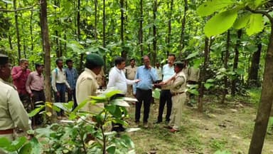 बांधवगढ़: वन विकास निगम के प्रबंध संचालक पहुंचे उमरिया रोपणी और पौधारोपण क्षेत्र का किया निरीक्षण, अधिकारियों से ली जानकारी