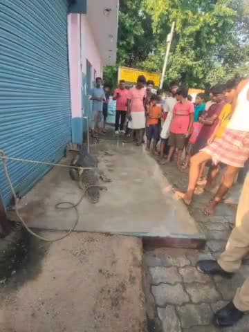 कानपुर: बिठूर के संभरपुर गांव में निकला मगरमच्छ, ग्रामीणों ने पकड़ा