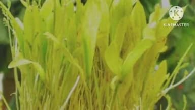 लापुंग: लापुंग में करमा डाली का किया गया विसर्जन