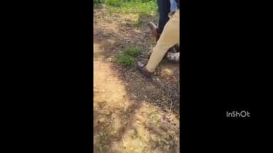 बाबई: पीलीकरार में किसान के धान के खेत में निकला 10 फीट लंबा अजगर, सामने आया वीडियो