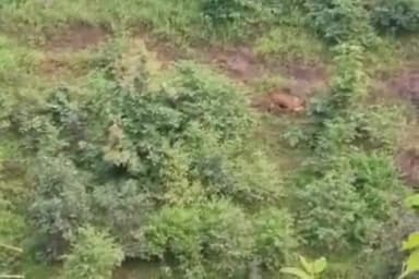 पीथमपुर: मांडू वन परिक्षेत्र में जंगली जानवर का मूवमेंट केमरे में हुआ कैद , विचरण कर रहे गाय बछड़े को बना रहा था शिकार ।