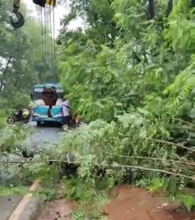 कोलेबिरा: बीरू में NH 143 पर गिरा विशाल पेड़, सड़क हुआ जाम