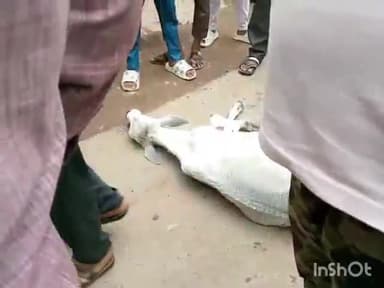 बल्देवगढ़: बल्देवगढ़ बम्होरी तिगैला पर कार चालक ने गाय को मारी टक्कर, गाय गंभीर रूप से हुई घायल