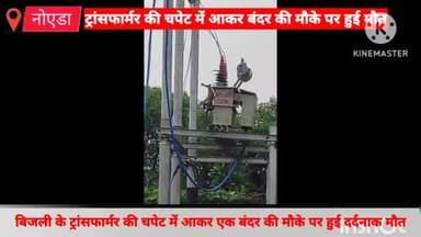 गौतम बुद्ध नगर: सूरजपुर क्षेत्र में बिजली के ट्रांसफार्मर की चपेट में आकर बंदर की हुई दर्दनाक मौत, ग्रामीणों ने किया हंगामा