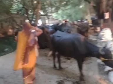 गंगा नदी उफान पे,mahnar में इस्थिति  नाजुक,दियारा क्षेत्र से लोग पलायन कर गाय भैंस के साथ mahnar आने को मजबूर,,,,,,,,,,,