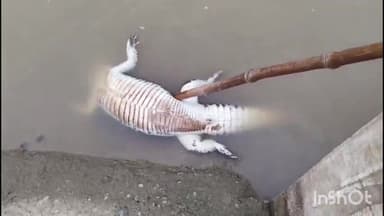 भभुआ: निबिया टाड़ गांव के नहर में मृत अवस्था में मिला मगरमच्छ, जांच में जुटी वन विभाग की टीम