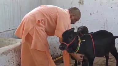 गोरखपुर: आंध्र प्रदेश के पुंगूर से आई छोटी नस्ल की गायों की गोरखनाथ मंदिर में मुख्यमंत्री ने की सेवा