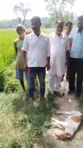 नानपारा: आलम पुरवा गांव के पास जंगली जानवर ने कुत्ते पर किया जानलेवा हमला, हुई मौत, गांव में दहशत