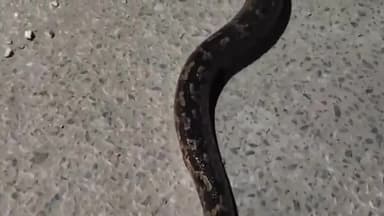 पुष्कर: पुष्कर के पंच कुंड रोड पर आया अजगर, क्षेत्र में फैली दहशत, पुलिस मित्र टीम को दी गई सूचना