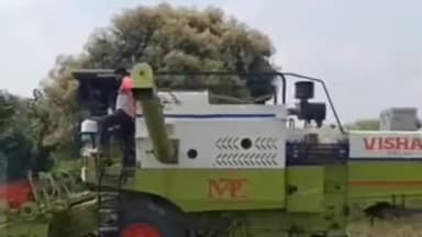 बदनावर: बदनावर क्षेत्र में सोयाबीन की कटाई शुरू, अर्ली वैरायटी की फसल पककर तैयार