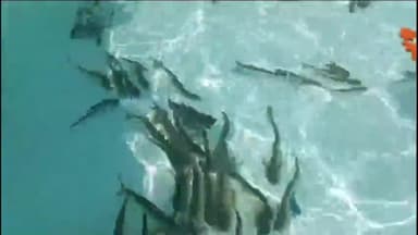 कहरा: अमरपुर गांव से बिहार के मुख्यमंत्री नीतीश कुमार के निकलते ही मछलियों की हुई लूट, अधिकारी देखते रह गए