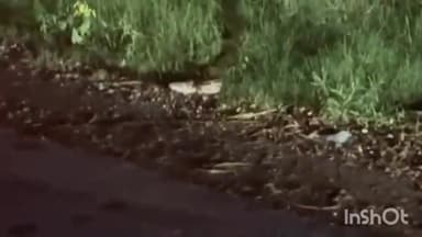 बिजनौर: बिजनौर में रावली रोड स्थित गांव रहीमपुर के पास सड़क किनारे मिला विशालकाय अजगर सांप सड़क पर लगा जाम