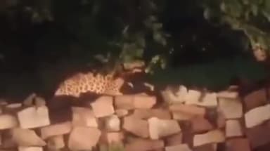 शिवपुरी नगर: दो दिन से लगातार दिखाई दे रहा है तेंदुआ, लोगों में बड़ी दहशत, नेशनल पार्क ने जगह-जगह एडवाइजरी के पर्चे चिपकाए