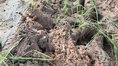 बांधवगढ़: सेवई के ग्रामीणों ने दलदली सड़क पर लगाए धान के पौधे, प्रशासन पर अनदेखी का आरोप लगाया