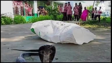 इटावा: विचारपुरा कंपोजिट विद्यालय में सांप निकलने से हड़कम्प मचा, वन विभाग को टीम ने रेस्क्यू कर प्रकृतिवास को छोड़ा