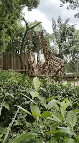 बादशाहपुर: Test