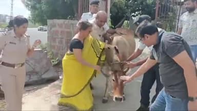 धौलपुर: निजी हॉस्पिटल संचालक ने यातायात पुलिस के साथ बाड़ी रोड पर आवारा गोवंशों को बांधे रिफ्लेक्टर