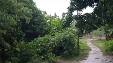 बोचहां: बोचहां समेत पूर्वी अनुमंडल में बदला मौसम का मिजाज, तेज हवा और बारिश से बिजली आपूर्ति हुई बंद