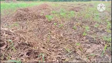 बकानी: बकानी क्षेत्र सहित गाँवों में तेज बारिश के कारण किसानों की फसलें हुई खराब, किसानों ने प्रशासन से मुआवजे की मांग की