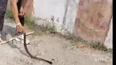 बिजनौर: मंडावर मार्ग स्थित मालन नदी के पुल पर विषैले सांप से खेलता दिखा युवक, वीडियो हुआ वायरल