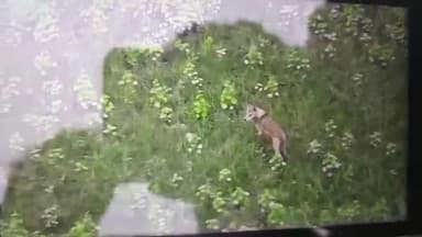 महसी: सिकन्दरपुर गांव के पास छठे भेड़िए का वीडियो सोशल मीडिया पर हुआ वायरल