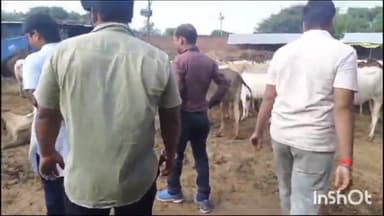 जलालाबाद: जलालाबाद क्षेत्र के ग्राम सराय साधौ में संचालित अस्थाई गौशाला में दिखा गौवंश का बुरा हाल।