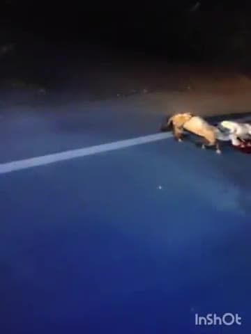 मूंडवा: भडाणा गांव के बाईपास पर शुक्रवार देर रात एक ट्रेलर ने 10 भेड़ों को कुचला, पुलिस मौके पर पहुंची