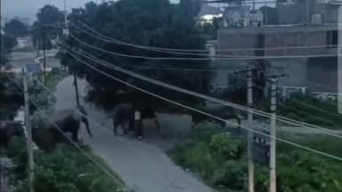 हरिद्वार: जगजीतपुर क्षेत्र में सुबह सवेरे फिर दिखाई दिया पांच हाथियों का झुंड, वन विभाग की नाकामी से कभी भी हो सकती है बड़ी अनहोनी