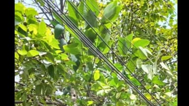 हज़ारीबाग: शहर के कुछ हिस्सों में बिजली तारों पर झुके पेड़ की टहनियों, डालियों की छंटाई के कारण बिजली नहीं रहेगी