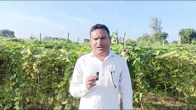 सवायजपुर: पाली क्षेत्र में औसत से अधिक बारिश के कारण खीरे की फसल हुई बर्बाद, कई राज्यों में जाता है खीरा