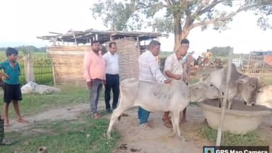 पलासी: पलासी प्रखंड क्षेत्र के कई इलाकों में पशुओं की जांच के लिए विभाग ने लगाए कैंप