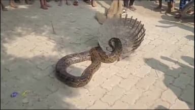 जोगापट्टी: बासोपट्टी पंचायत के रुदलपुर गांव में मिला अजगर, ग्रामीणों में मचा हड़कंप