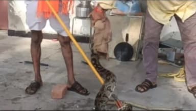 छोटीसादड़ी: राजू खेड़ा के पास कुएं पर बने मकान में घुसा 10 फीट लंबा अजगर, वनकर्मियों ने रेस्क्यू कर जंगल में छोड़ा