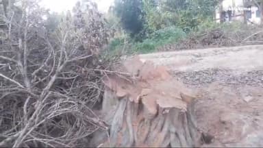 बेनीपुर उच्च प्राथमिक विद्यालय के पास काटा गया हरा भरा प्रतिबंधित पाकड़ का विशालकाय पेड़।गझेड़ी के लकड़ी माफिया शामिल।