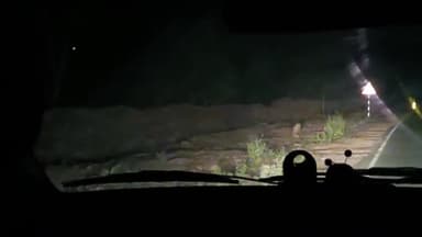 शिवपुरी से नरवर आते समय रोड पार कर बाउंड्री के पार निकल गया लगभग 7 फ़ीट लम्बा #शेर, नहीं हो पाया कैमरे मे कैद! #शिवपुरी