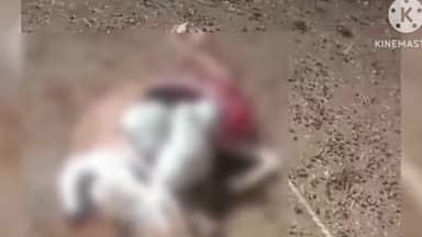 सेलू: झडशी शिवारात वाघाने पाडला शेळीचा फडशा, शेतकऱ्याचे 10 हजार रुपयांचे नुकसान