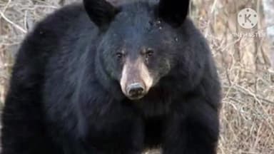 लापुंग: मालगो गांव के रुंदु टोगरी में महिला को भालू ने किया घायल