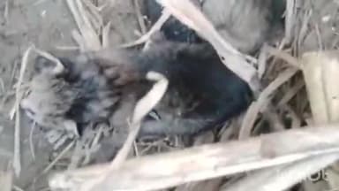 बिजनौर: गांव पुट्ठा के जंगल में बिल्ली के बच्चे को गुलदार का बच्चा समझकर सहमे किसान