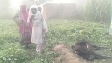 धनौरा: गजरौला के गांव बहलोलपुर में जंगली जानवर ने दो गायों पर किया हमला, वन विभाग की टीम जांच में जुटी