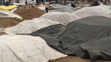 मंदसौर: लालघाटी की कृषि उपज मंडी में 3 दिनों के अवकाश के बाद कल होगा नीलामी कार्य; सोयाबीन, लहसुन व प्याज लेकर पहुंचे किसान