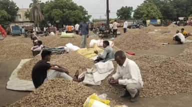 मंदसौर: 3 दिनों के अवकाश के बाद खुली लालघाटी स्थित कृषि उपज मंडी, बड़ी संख्या में लहसुन, प्याज और मूंगफली लेकर पहुंचे किसान