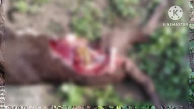 सेलू: अंतरगाव शिवारात 2 शेतकऱ्यांच्या शेतातील गोठ्यात बांधून असलेल्या जनावरांवर हल्ला करून 2 वासरांचा पाडला फडशा